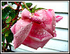 Raindrops on Rose.