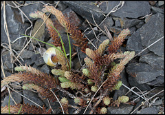 Sedum rupestre (2)