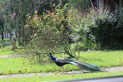 WHAT A SURPRISE !!   This Peacock walking a narrow sidewalk in a nearby community !!!