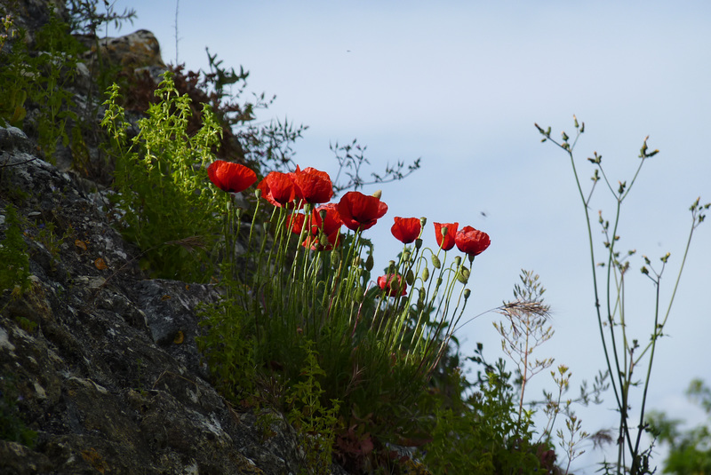 Coquelicots