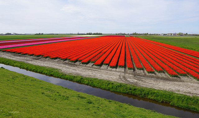 polderlandschap