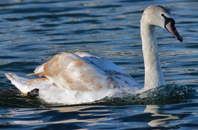 young-mute-swan 50794008498 o