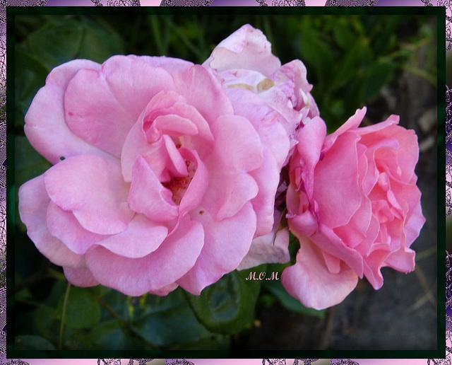 Roses**************