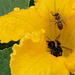 IMG 2362 Abeille et bourdon