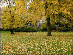 leaves in the park