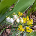 Maiglöckchen (Convallaria majalis)