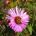 20220923 1757CPw [D~LIP] Raublatt-Herbstaster (Symphyotrichum novae-angliae), Insekt, UWZ, Bad Salzuflen