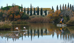 Camargue.....................( Pont de Gau......13)