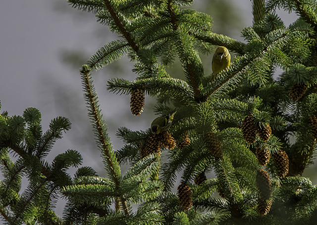 Crossbill and Siskin in a pine tree