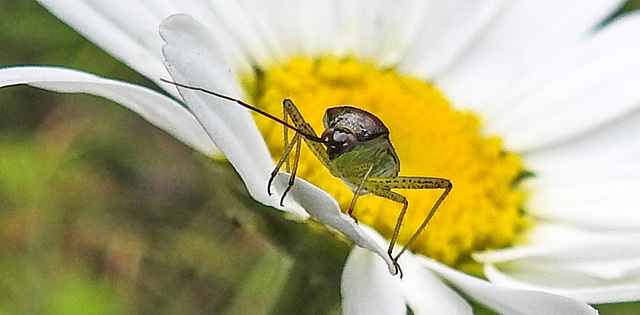 20230606 0694CPw [D~LIP] Weichwanze [m] (Closterotomus trivialis), Margerite, Bad Salzuflen