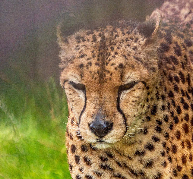 Cheetah