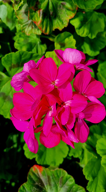 Geranium