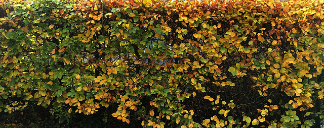 Automne au jardin