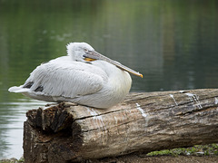 Dalmation Pelican