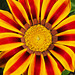 African daisy