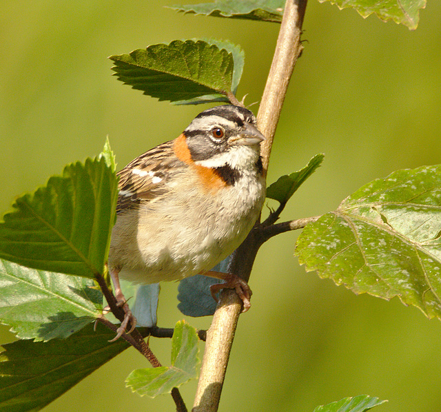 IMG 9603sparrow