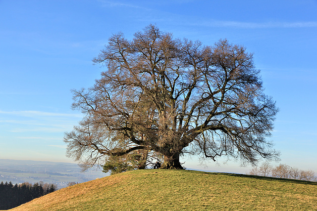 Zundelbacher Linde -Dez. 2015 (im PIP anno 2010)