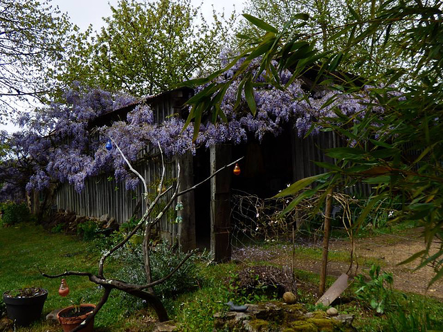 Glycines à Jacot