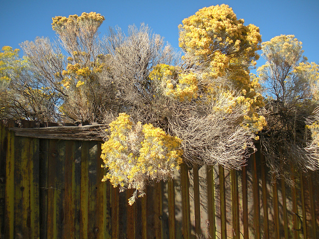 Rabbit brush