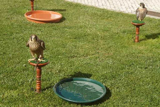 Peregrine falcons.