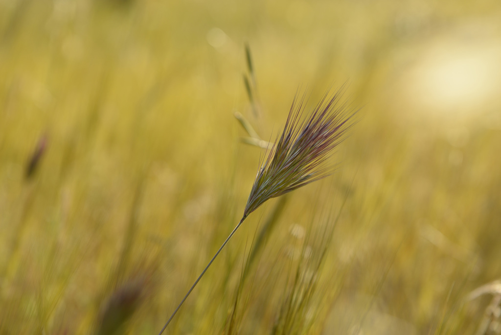 Bromus rubens