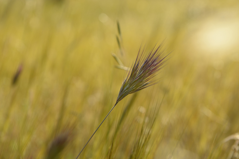 Bromus rubens