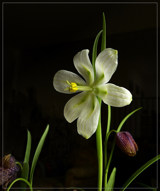 Schachbrettblume - weiss und rot