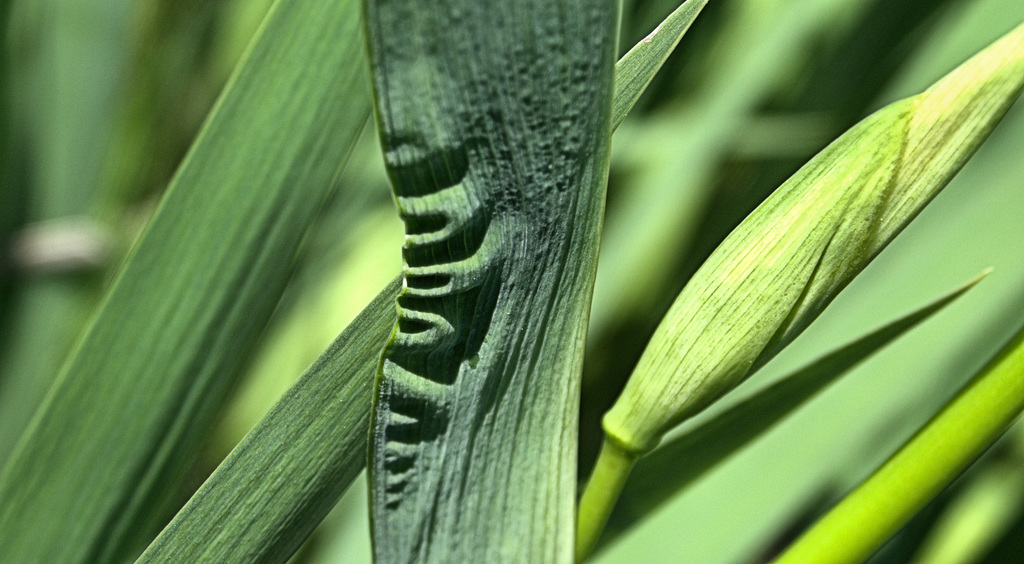 Among The Bullrushes 2