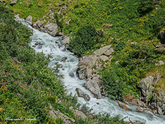 Rohne Unterhalb Gletsch im Wallis