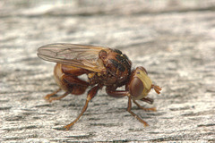 ConopidFlyIMG 5717