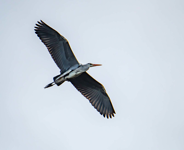 Heron