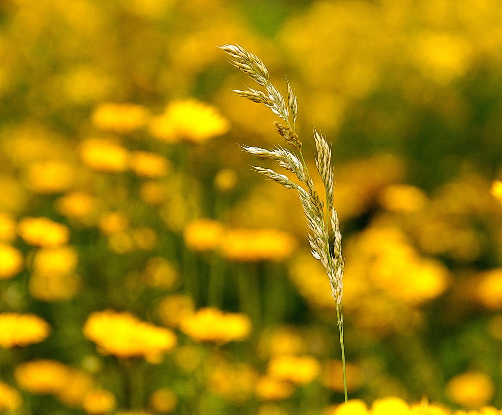 Grashalm im Wind