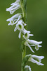 Spiranthes lacera var. gracilis (Southern Slender Ladies'-tresses orchid)