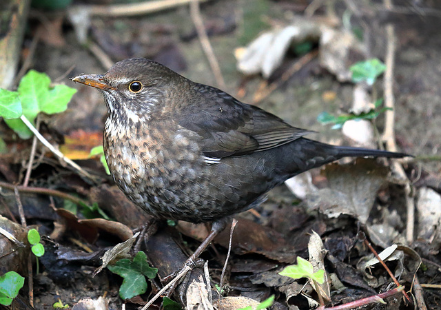 female-juvenile-blackbird 50787906328 o