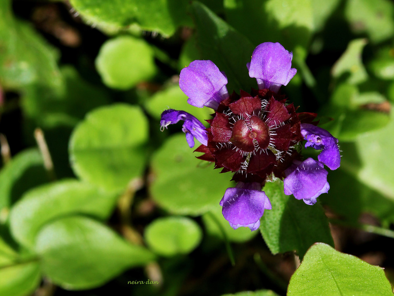 Dame Brunelle a de longs cils - Prunella vulgaris