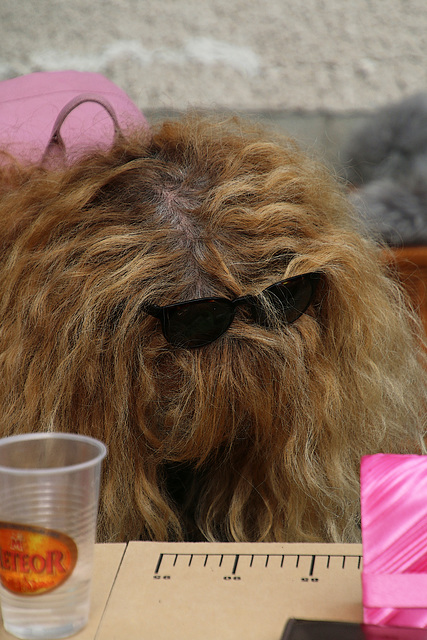 Non ce n'est pas un caniche Bichon frisé mais une madame qui baisse la tête . Photo volée , j'ai fait fissa !