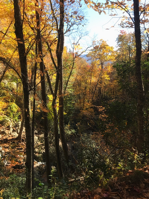 fall in the smoky mountains....