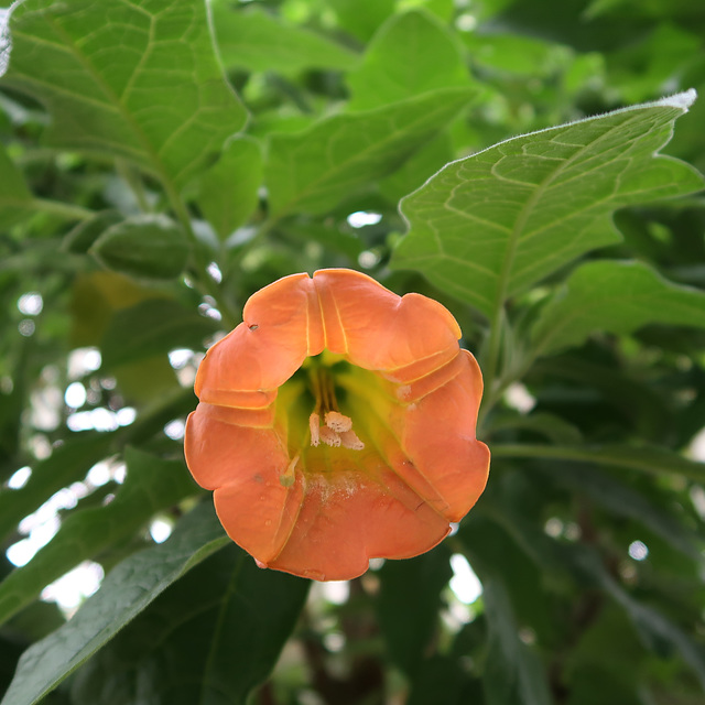 Brugmansia