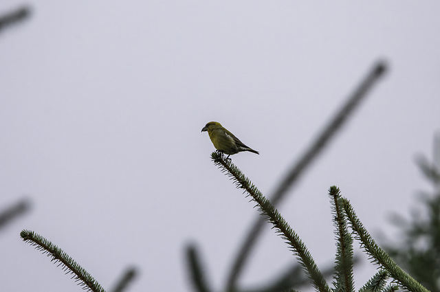 Distant Crossbill female cropped