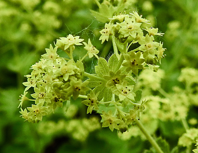 20230606 0697CPw [D~LIP] Samt-Frauenmantel (Alchemilla mollis), Bad Salzuflen