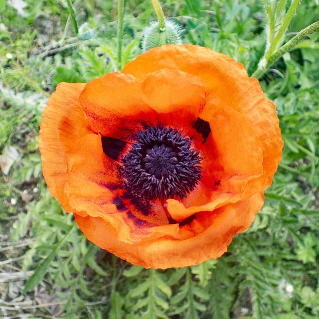 Poppy (Papaver Setiferum)