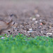 Abstract2