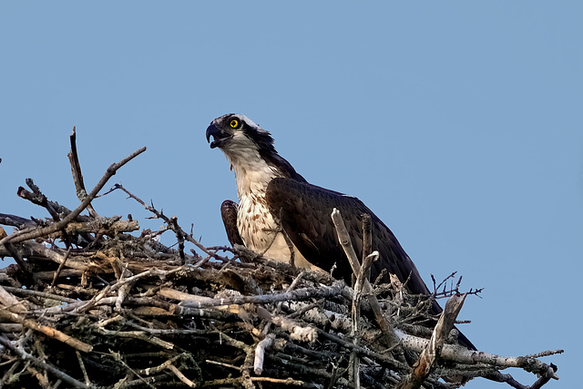 Osprey shouting