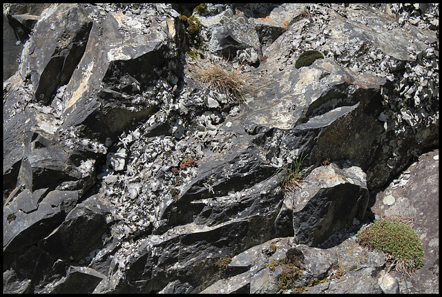 Colonie d'Umbilicaria - lichen (2)
