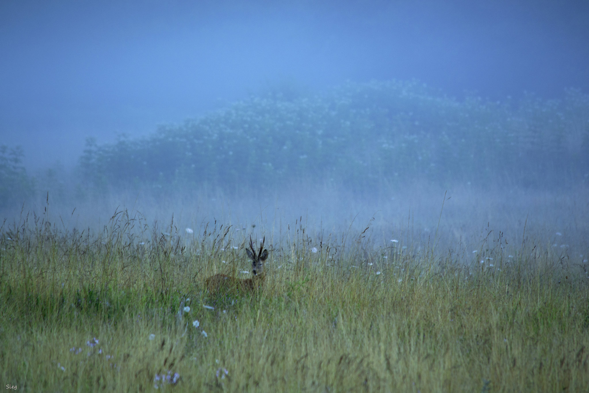 Nella nebbia