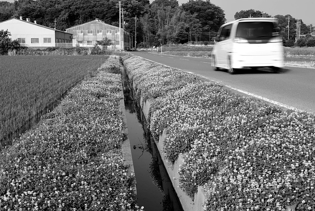 Clovers on the road shoulder