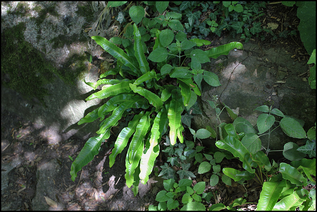 Asplenium scolopendrium (2)