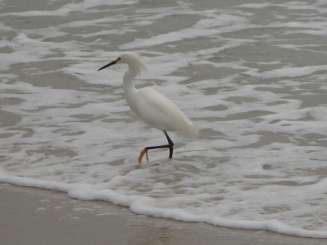 DSC00903a - garça-branca-pequena Egretta thula