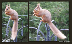 It is no mean feat to remain perched on top of a railing munching on a peanut, when it is gusting to 70 mph...