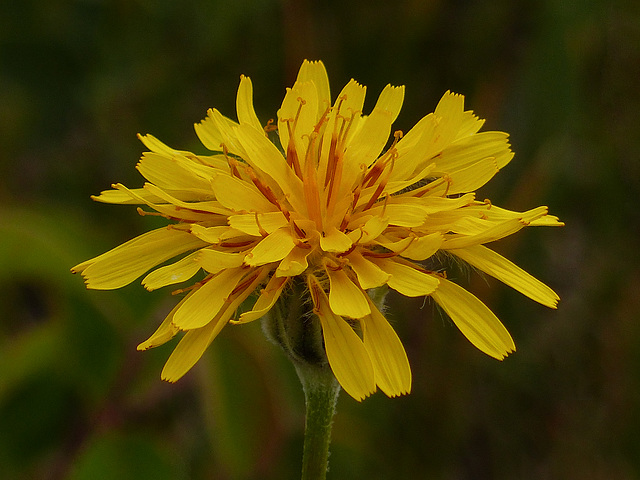 False Dandelion / Hypochaeris radicata